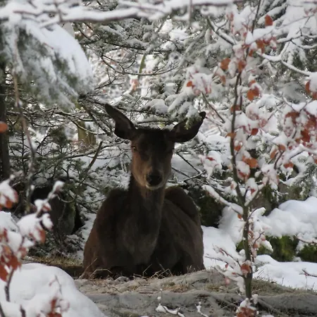 Siodme Niebo Accommodatie bij particulieren Szklarska Poręba